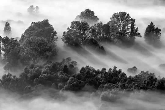 Fototapeta Alba sulla foresta con nebbia, immagine in bianco e nero