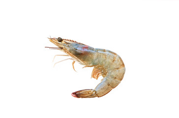 One Shrimp on white background.