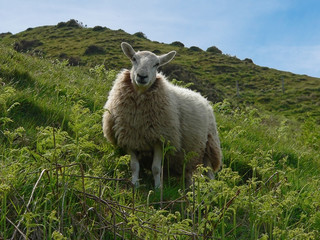 Fototapeta premium lustiges wolliges Schaf in Südwestengland