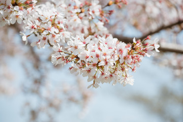 Cherry blossoms