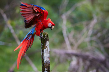 Scarlet Macaw parrot, Ara macao, red and blue, large colorful amazonian parrot with outstretched wings, landing on a stake against green blurred forest background. Wildlife photohraphy, Costa rica. © Martin Mecnarowski