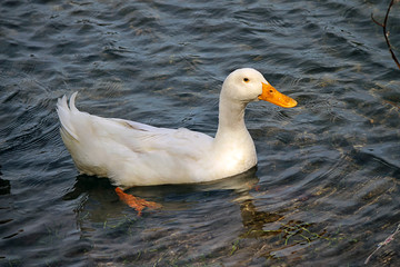 white pekin duck