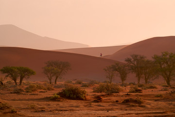 Fototapeta na wymiar Namib desert scenery. A photographer on the ridge of red sand dunes, near famous Deadvlei. Typical desert environment, photography in Namib Naukluft National Park, Namibia.