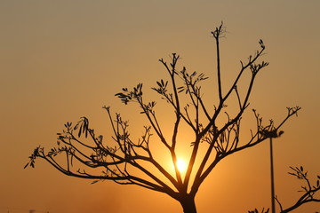 Fototapeta premium silhouette of tree in sunset