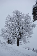Fototapeta na wymiar Baum im Schnee