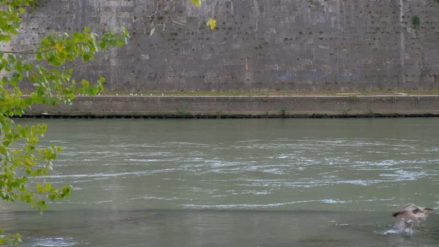 Pelea de gaviotas. R&iacute;o T&iacute;ber, Roma, Italia
