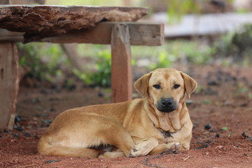 dog in the park