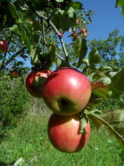 Яблоня. 