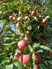 Яблоня. 