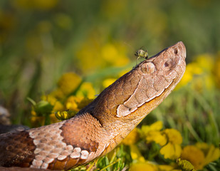 Copperhead, snake- agkistrodon contortrix, A North American Venomous Snake
