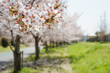 Cherry blossoms