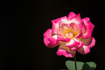 Pink  rose flower in dark background