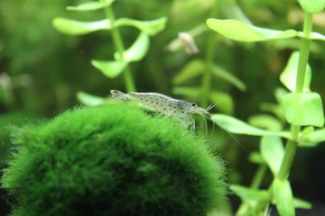 Garnele
