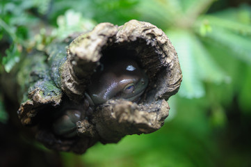 Australian green tree frog