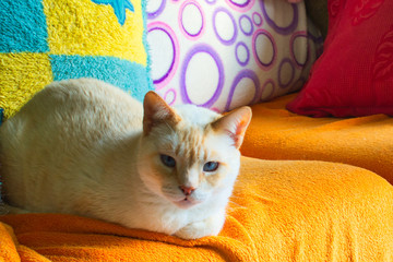 Beauty siamese cat red-point.