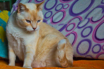 Beauty siamese cat red-point.