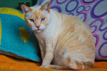 Beauty siamese cat red-point.