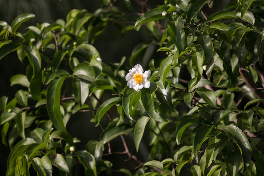 Fried Egg Tree or  Oncoba spinosa Forssk.