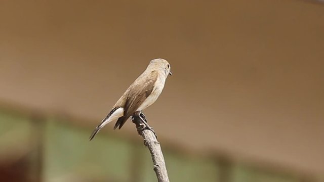 Taiga Flycatcher ( Ficedula parva ) on dry branch.