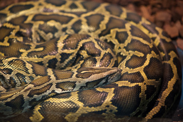 Obraz premium Python snake sleep