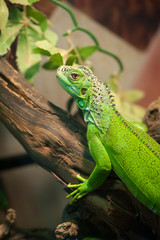 Small green iguana