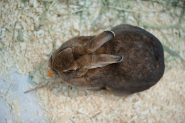 Little baby rabbit on sawdust
