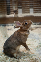 Little baby rabbit on sawdust