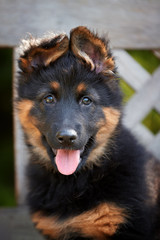 Portrait of  Bohemian shepherd puppy, 2 months old, purebred, with typical marks. Young, black and brown, hairy puppy. Old dog breed native to Czech republic.