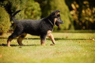 Low angle photo of Bohemian shepherd puppy, 2 months old, purebred, with typical marks, running on...