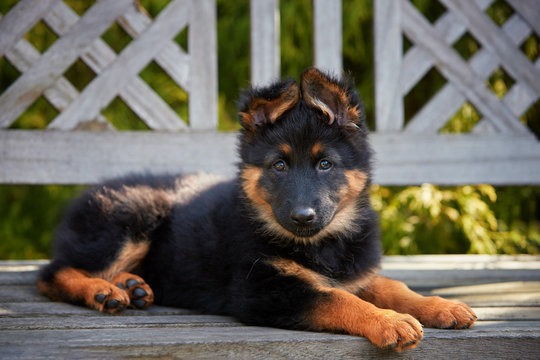 Low angle photo of Bohemian shepherd puppy, 2 months old, purebred, with typical marks, running on the lawn. Young, black and brown puppy on a family garden. Old dog breed native to Czech republic.