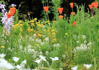 花菱草(ハナビシソウ)とスイートアリッサムの花畑-Eschscholzia californica