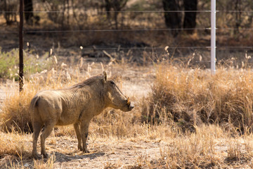 A solitary wild pork in Namibia