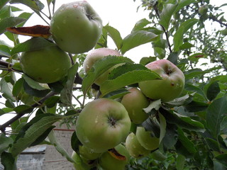 Яблоня