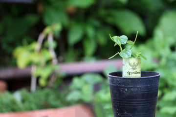 Rolled banknote money twenty Thai baht and young plant grow up from the small black plant pot with blur nature background.