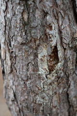 tree texture tree bark
