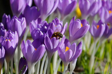 Krokusse und Biene v1