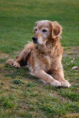 Golden retriever, dog