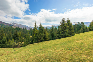 Fototapeta na wymiar spruce forest on the hill in springtime. evergreens on the grassy hillside. distant ridge with spots of snow. cloudy afternoon weather