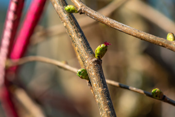 Macro shot of a female blossom of a hazelnut (Corylus avellana) in the sunshine