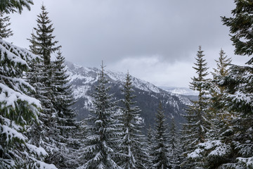 The mountain forest in winter