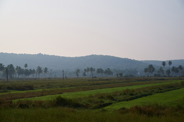 horizontal landscape of green meadows with a backdrop of tropical jungle and palm trees. the concept of hot Asian countries and the cultivation of agriculture