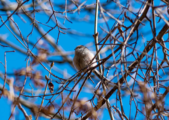 cute little bird sitting on the branch
