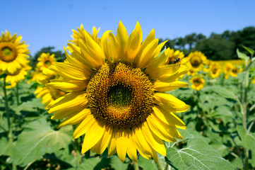 Sunflower blooming	