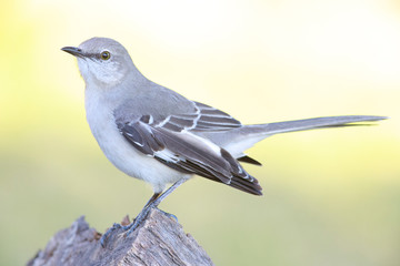 Mimus polyglottos perched on a trunk