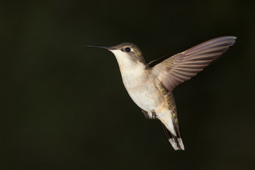 Fototapeta na wymiar Ruby Throat Hummingbird flying