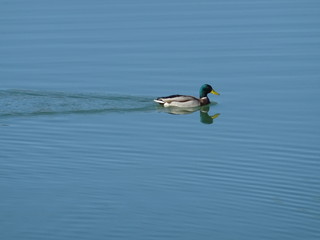 Ente schwimmt