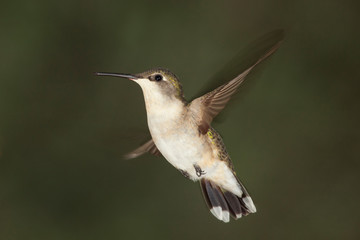 Ruby Throat Hummingbird flying