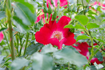 flower in the garden