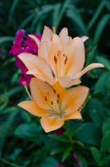 flower in the garden