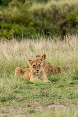 A lions pride relaxing in the green grasses of Masai Mara National Reserve during a wildlife safari
